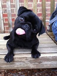 pugnacity