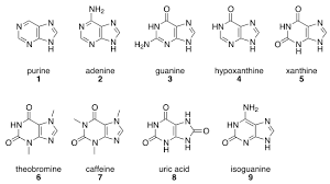 purine