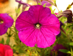 purplish
