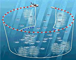 purse-seine