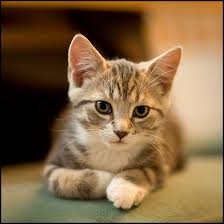 pussy-cat