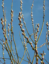 pussy-willow