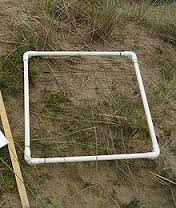 quadrat