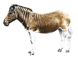 quagga