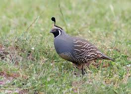 quail
