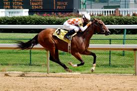 race-horse