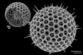 radiolarian