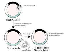 recombinant