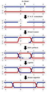 recombination