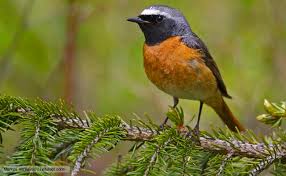 redstart