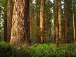 redwood