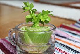 regrow