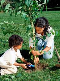 replant