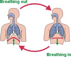 respiration