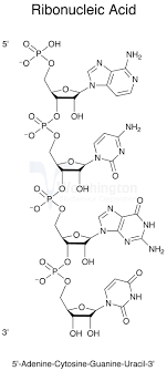 ribonucleic