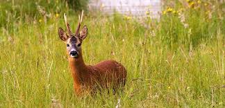 roebuck