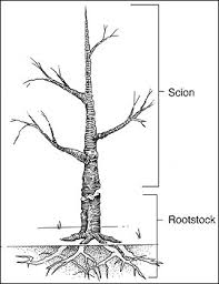 rootstock