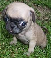 runt