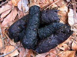 scat
