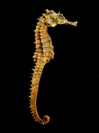 sea-horse