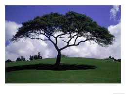 shade-tree