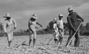 sharecropper