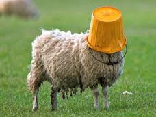sheepish