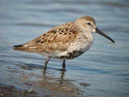 shorebird