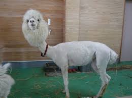 shorn