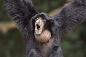 siamang
