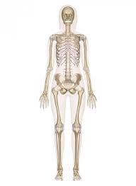 skeletal