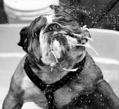 slobbery