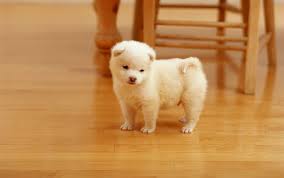 smallish