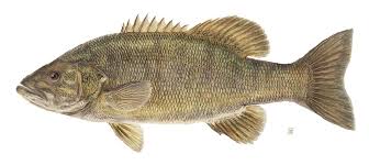 smallmouth