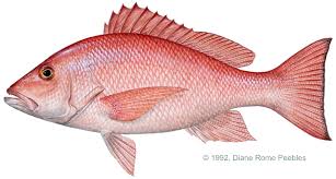 snapper