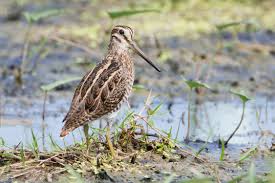 snipe