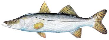 snook