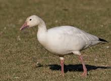 snow-goose