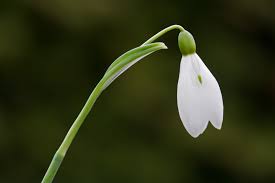 snowdrop