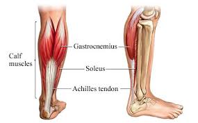 soleus