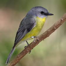 song-bird