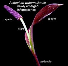 spathe