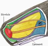 spermaceti