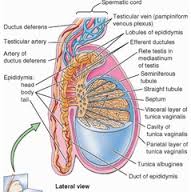 spermatic