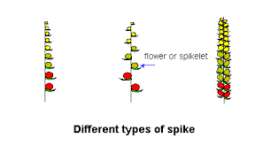 spicate