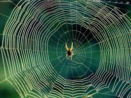 spider-web