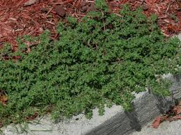 spurge