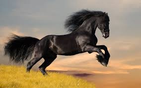 stallion