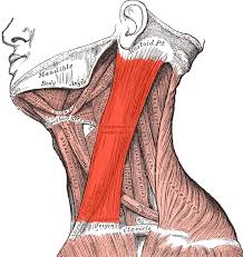 sternocleidomastoid