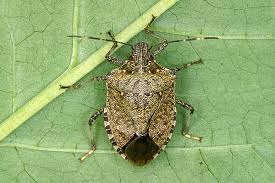 stink-bug